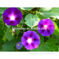 Beautiful Purple morning glory bulk seeds for gardening Growing